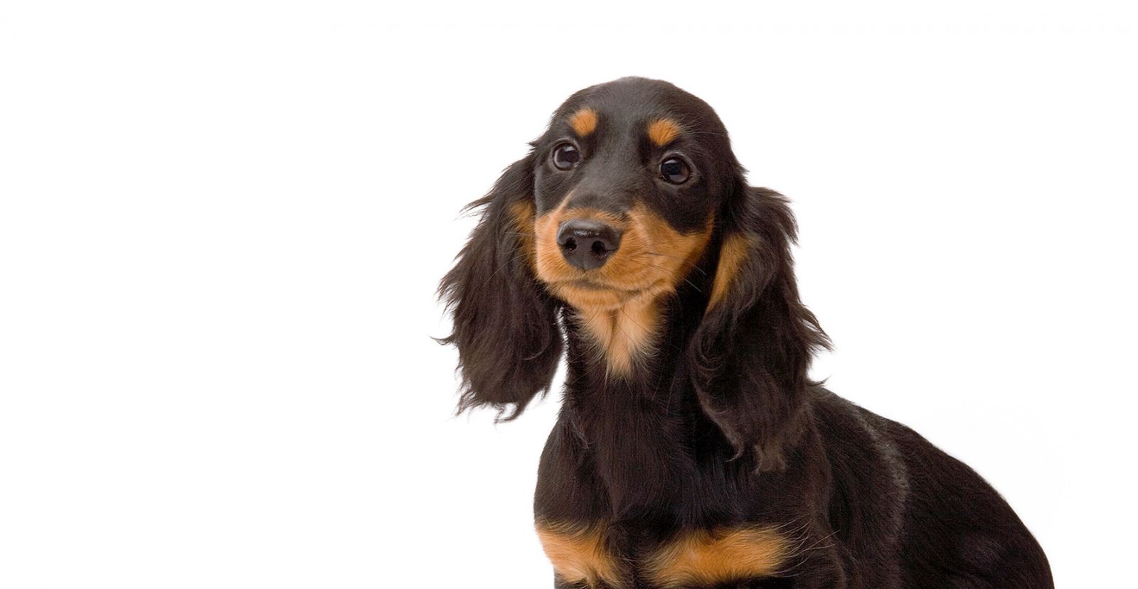 DACHSHUND - THÂN HÌNH NHỎ BÉ VÀ HƠN THẾ NỮA