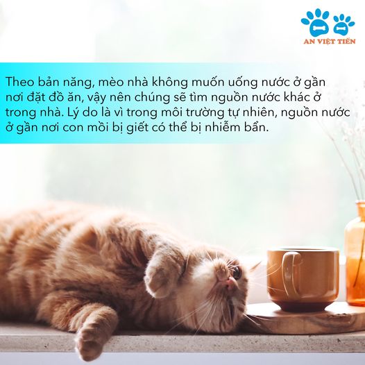 Cách khuyến khích mèo uống nước