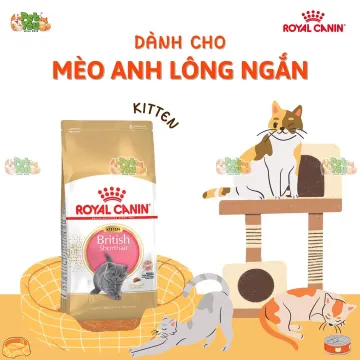 Hạt Royal Canin British Shorthair Kitten (Mèo Anh Lông Ngắn Dưới 12 Tháng Tuổi)