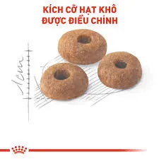 Thức ăn hạt Royal Canin Fit 32 cho mèo trưởng thành